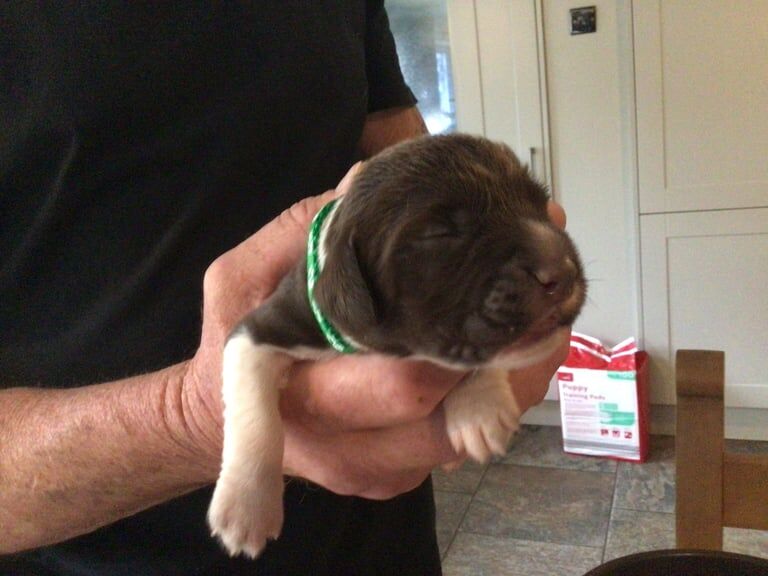 Springer Spaniel puppies for sale in Poole, Dorset – KC registered, 3 weeks old - Image 3 of 3