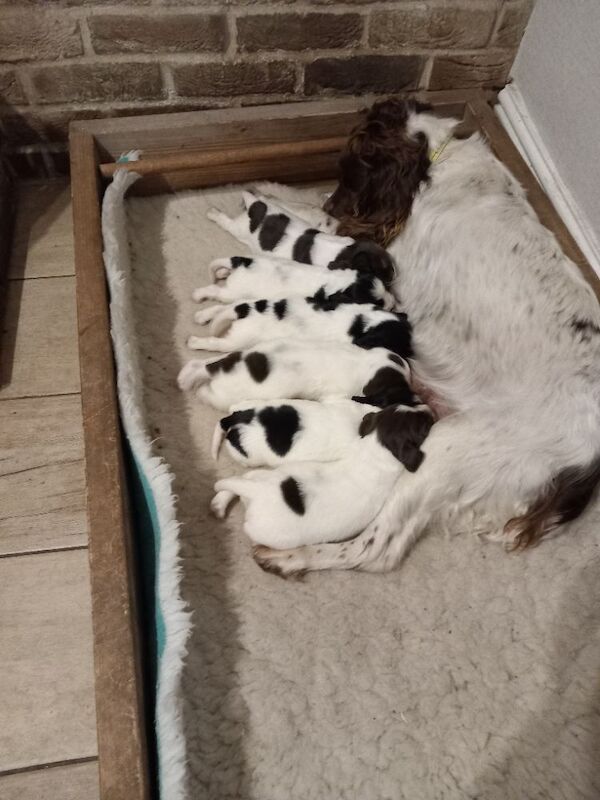 Springer Spaniel Puppies For Sale