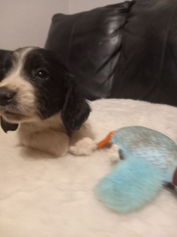 Springer Spaniel puppies for sale in Cambridgeshire – 7 weeks old - Image 2 of 6