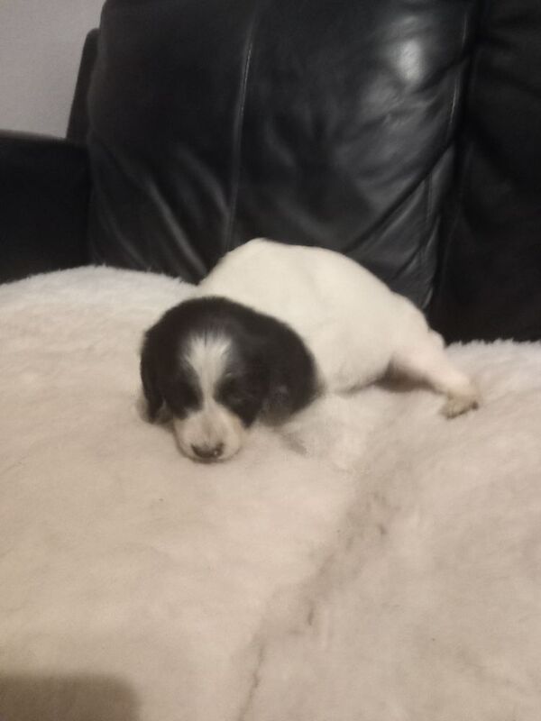 Springer Spaniel puppies for sale in Cambridgeshire – 7 weeks old - Image 3 of 6