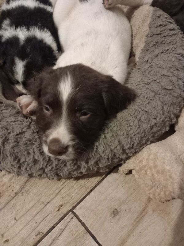 Springer Spaniel puppies for sale in Cambridgeshire – 7 weeks old - Image 4 of 6
