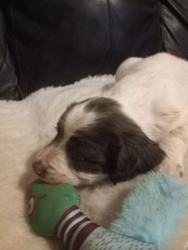 Springer Spaniel puppies for sale in Cambridgeshire – 7 weeks old - Image 5 of 6