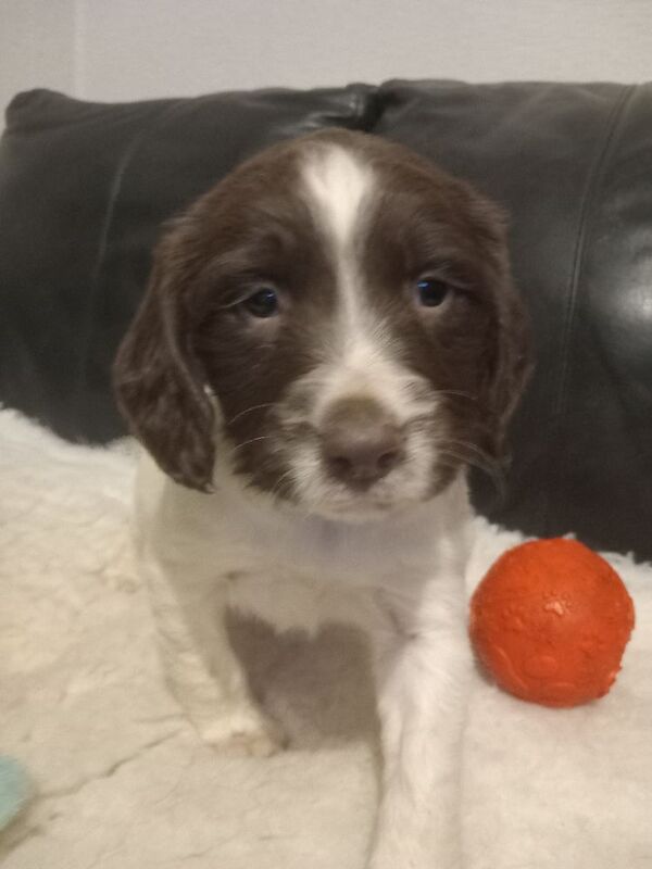 Springer Spaniel puppies for sale in Cambridgeshire – 7 weeks old - Image 6 of 6