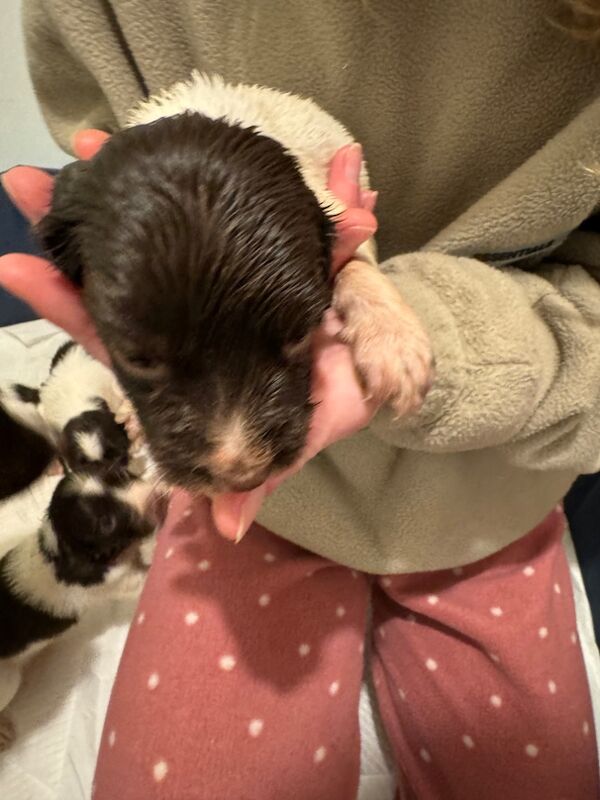 Springer Spaniel puppies for sale in Nairn, Highland – 1 year old - Image 2 of 15