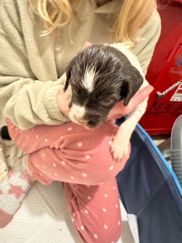 English springer spaniel puppies for sale in Nairn, Highland | Image 3