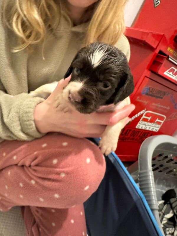 English springer spaniel puppies for sale in Nairn, Highland | Image 4