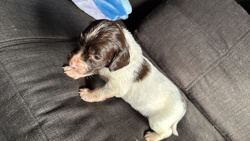 Springer Spaniel puppies for sale in Nairn, Highland – 1 year old - Image 6 of 15