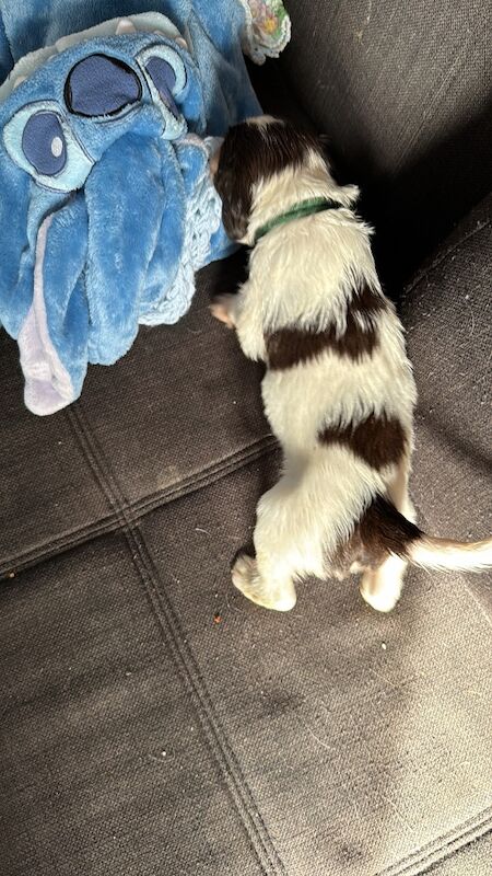 Springer Spaniel puppies for sale in Nairn, Highland – 1 year old - Image 8 of 15