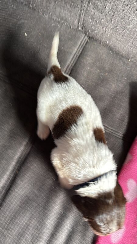 Springer Spaniel puppies for sale in Nairn, Highland – 1 year old - Image 9 of 15