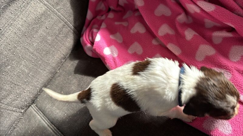 Springer Spaniel puppies for sale in Nairn, Highland – 1 year old - Image 11 of 15