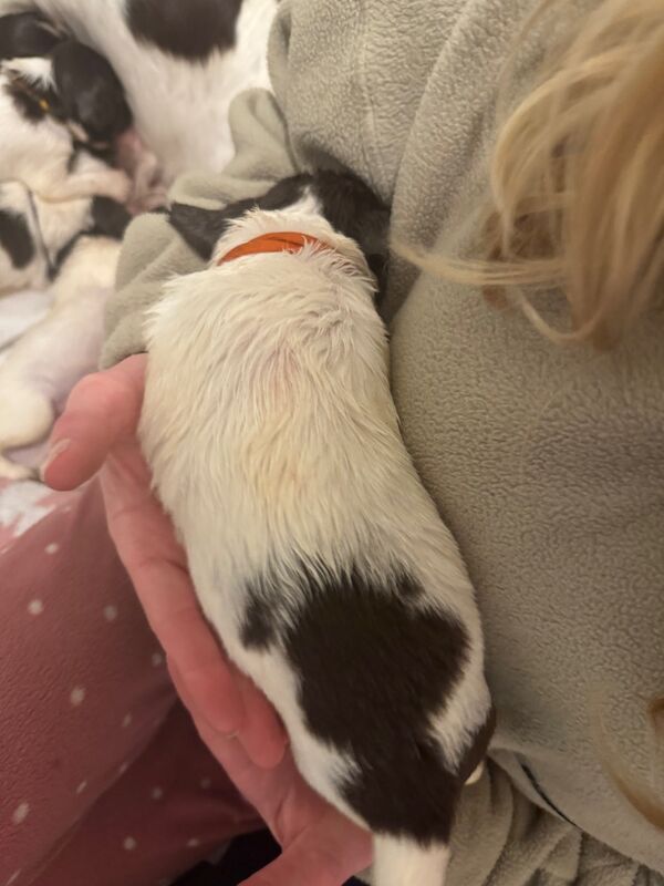 Springer Spaniel puppies for sale in Nairn, Highland – 1 year old - Image 14 of 15