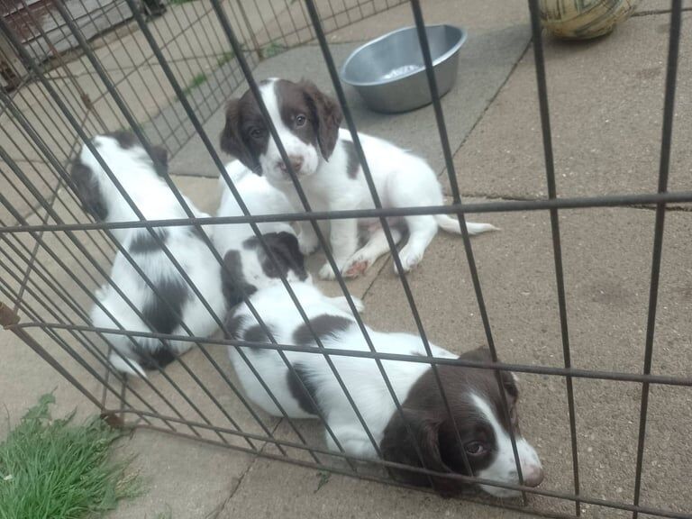 Springer Spaniel puppies for sale in Stainforth, South Yorkshire – 7 weeks old