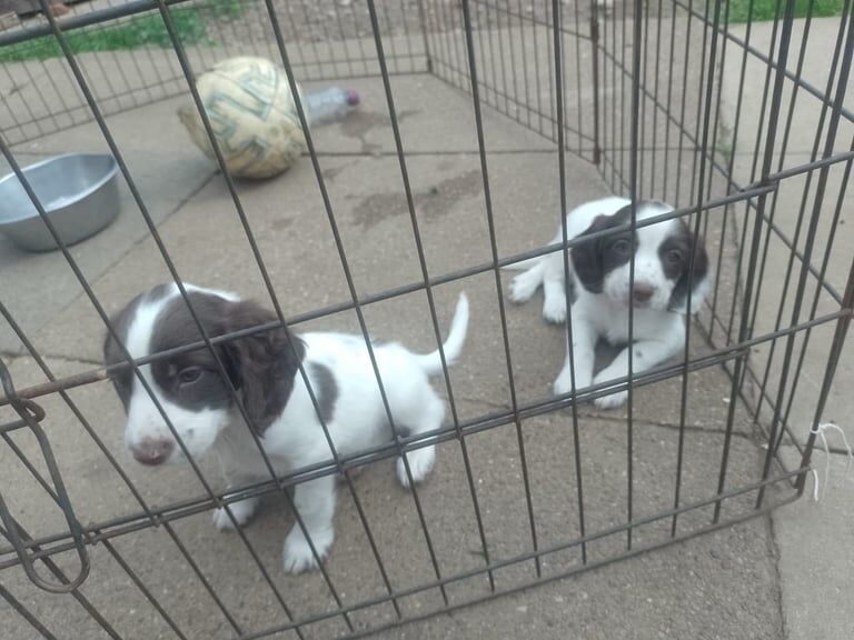 Springer Spaniel puppies for sale in Stainforth, South Yorkshire – 7 weeks old - Image 2 of 3