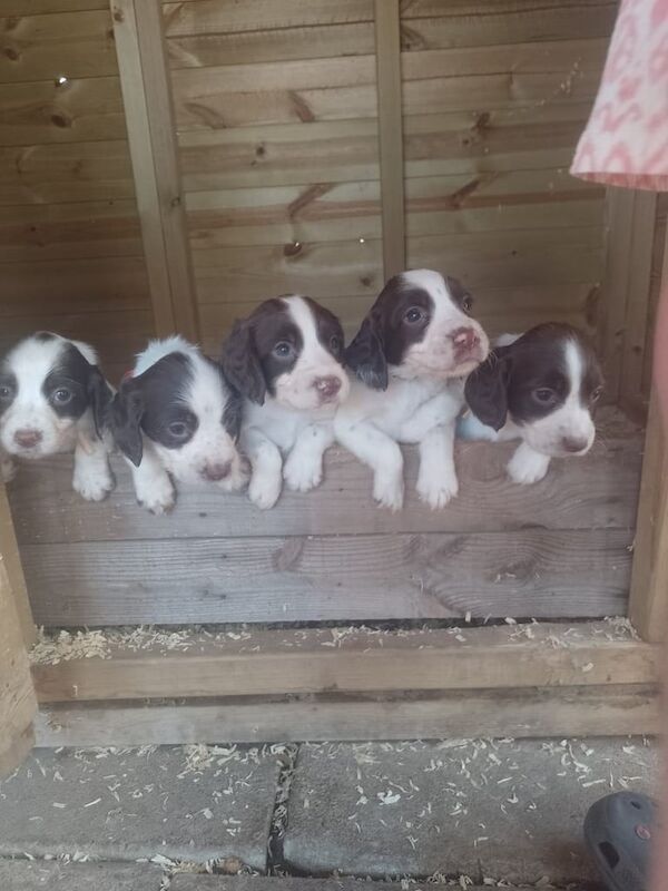 Springer Spaniel puppies for sale in Stainforth, South Yorkshire – 7 weeks old - Image 3 of 3
