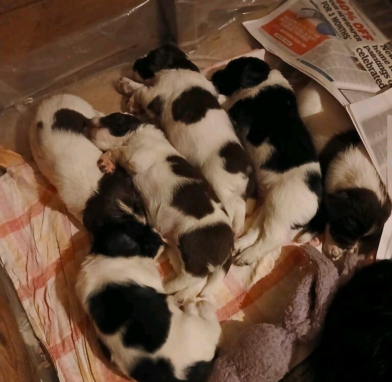 Springer Spaniel puppies for sale in Crieff, Perth and Kinross – KC registered, 4 weeks old