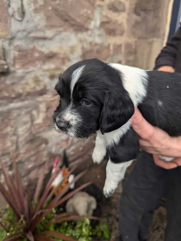 Springer Spaniel puppies for sale in Crieff, Perth and Kinross – KC registered, 4 weeks old - Image 3 of 5