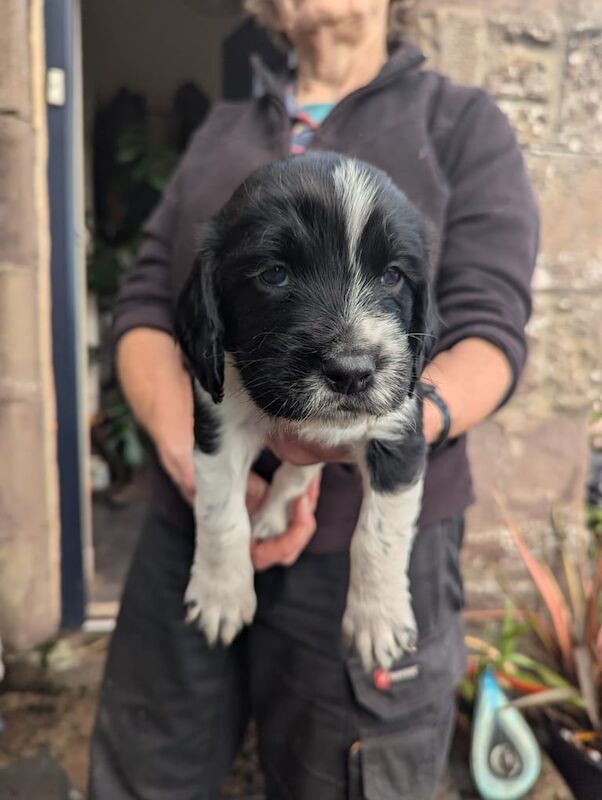 Springer Spaniel puppies for sale in Crieff, Perth and Kinross – KC registered, 4 weeks old - Image 4 of 5