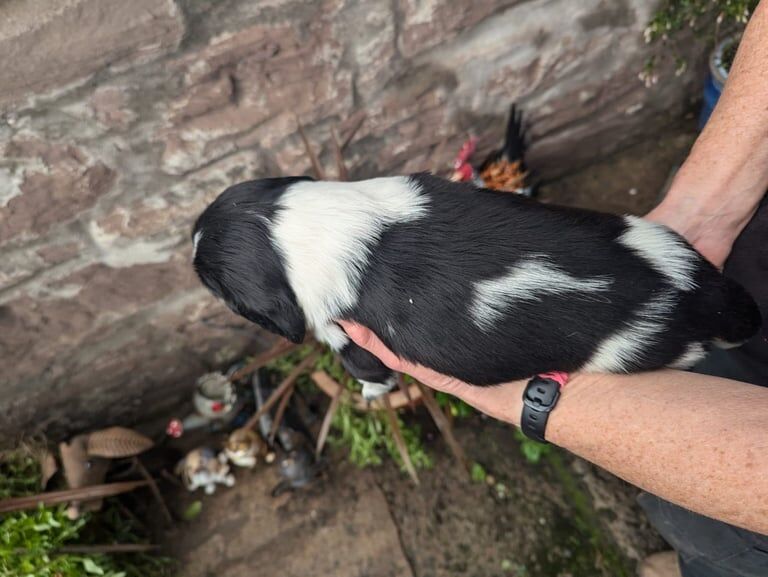 Springer Spaniel puppies for sale in Crieff, Perth and Kinross – KC registered, 4 weeks old - Image 5 of 5