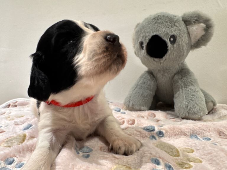 Springer Spaniel puppies for sale in Chesterfield, Derbyshire – KC registered, 3 weeks old