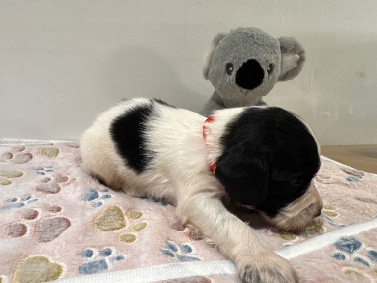 Springer Spaniel puppies for sale in Chesterfield, Derbyshire – KC registered, 10 weeks old - Image 2 of 4