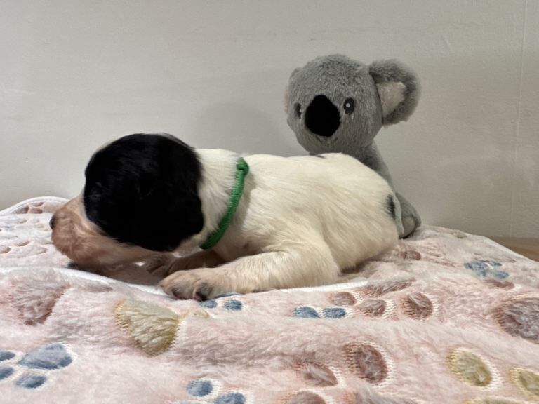 Springer Spaniel puppies for sale in Chesterfield, Derbyshire – KC registered, 10 weeks old - Image 3 of 4