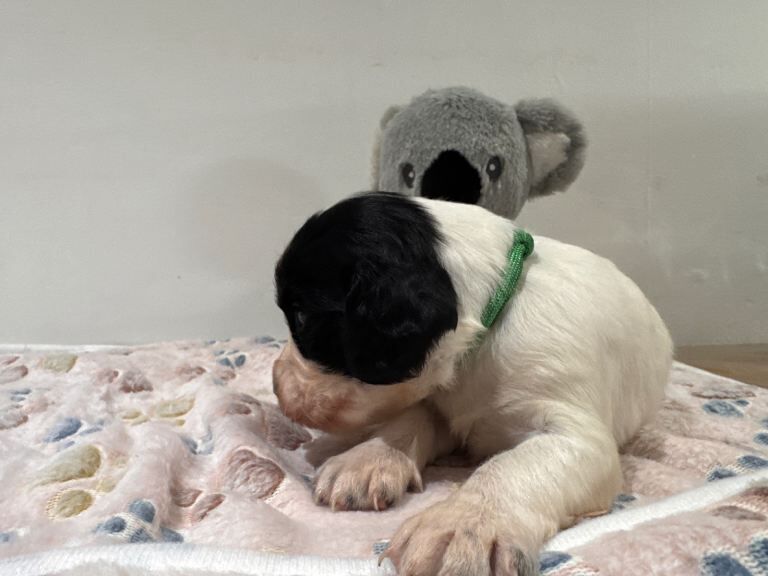 Springer Spaniel puppies for sale in Chesterfield, Derbyshire – KC registered, 10 weeks old - Image 4 of 4