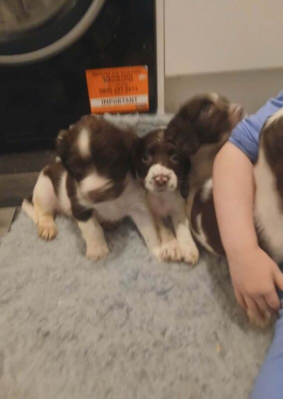 Springer Spaniel puppies for sale in South Side, City of Edinburgh – KC registered, 7 weeks old