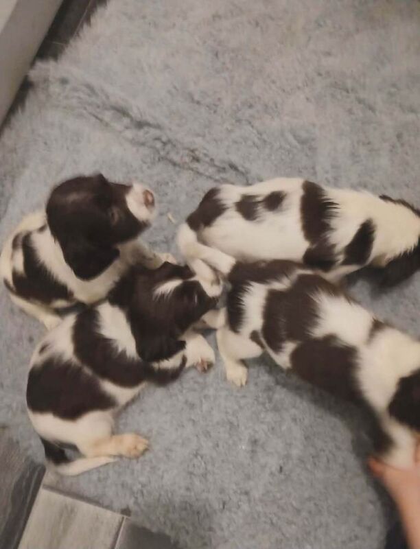 Springer Spaniel puppies for sale in South Side, City of Edinburgh – KC registered, 7 weeks old - Image 3 of 6