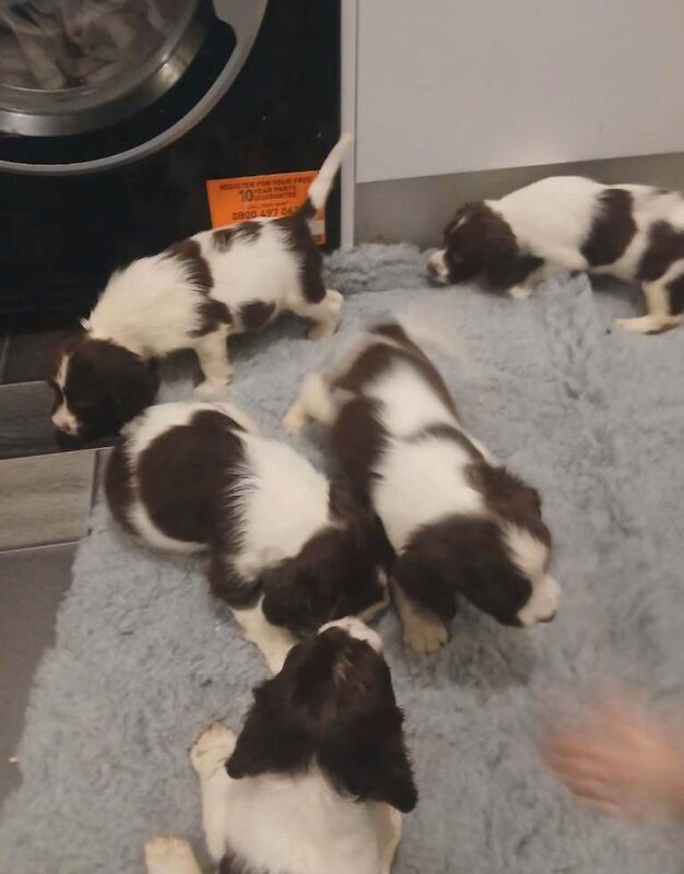 Springer Spaniel puppies for sale in South Side, City of Edinburgh – KC registered, 7 weeks old - Image 4 of 6