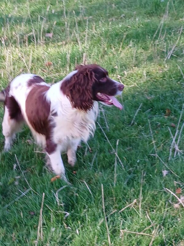 Springer Spaniel puppies for sale in South Side, City of Edinburgh – KC registered, 7 weeks old - Image 5 of 6