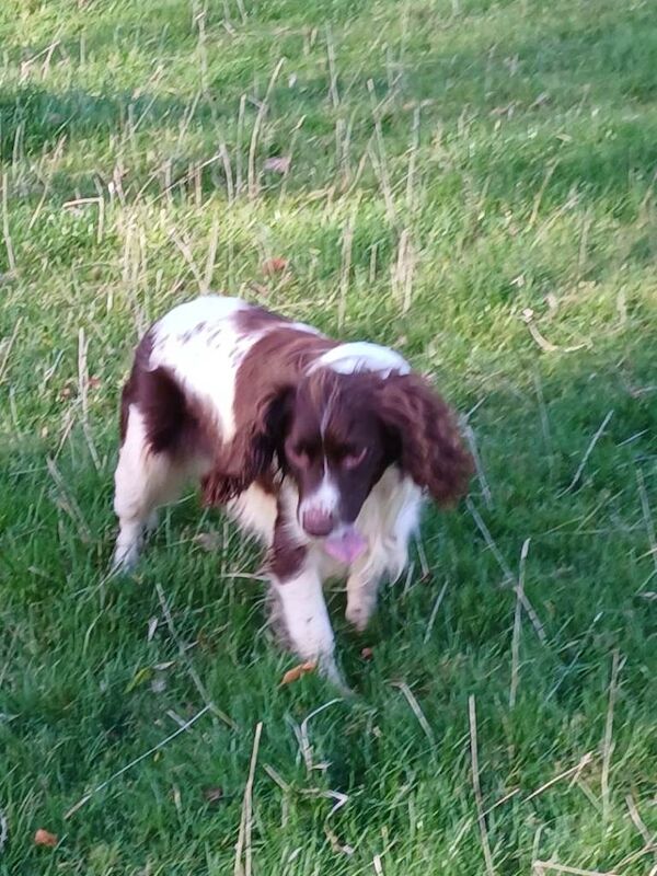 Springer Spaniel puppies for sale in South Side, City of Edinburgh – KC registered, 7 weeks old - Image 6 of 6