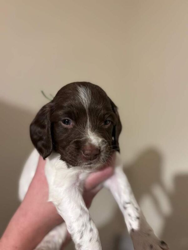 Springer Spaniel puppies for sale in Elgin, Moray – KC registered, 5 weeks old - Image 3 of 4