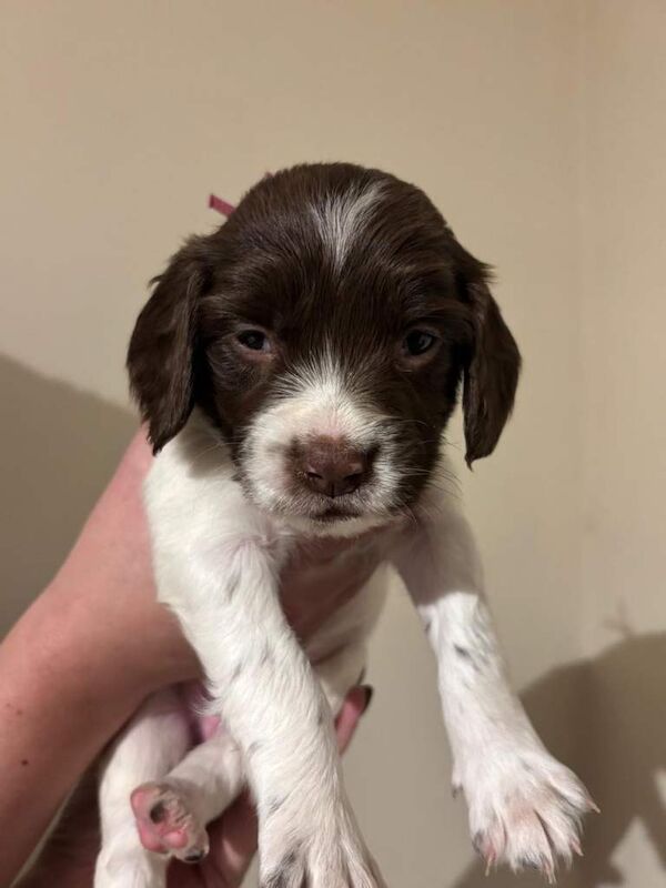 Springer Spaniel puppies for sale in Elgin, Moray – KC registered, 5 weeks old - Image 4 of 4