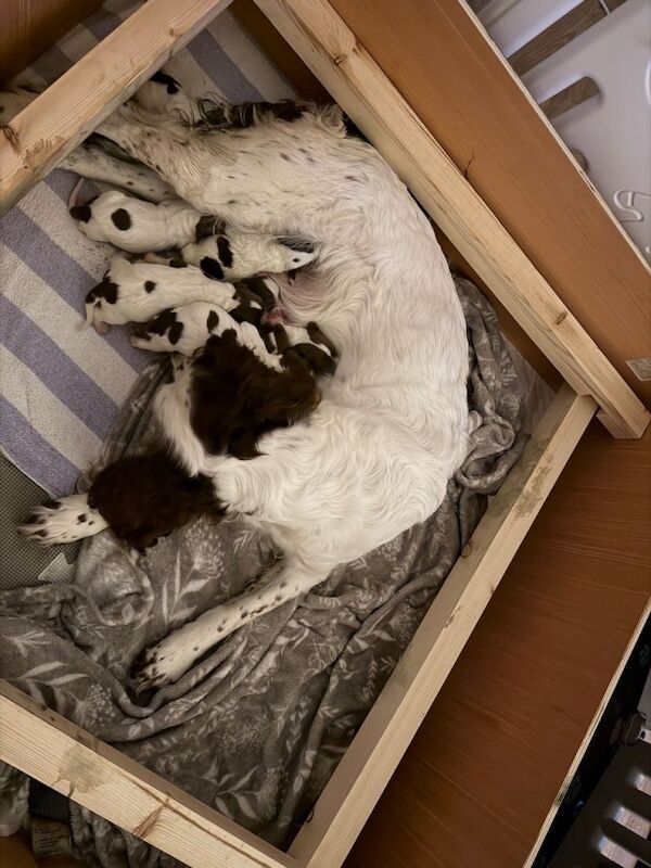English springer spaniel puppies - Image 2 of 6