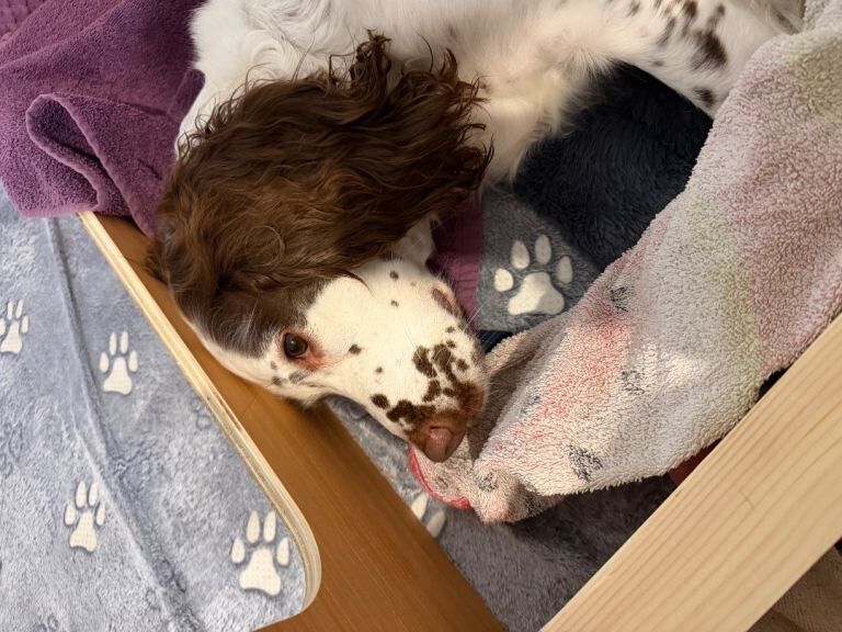 English springer spaniel puppies - Image 3 of 6