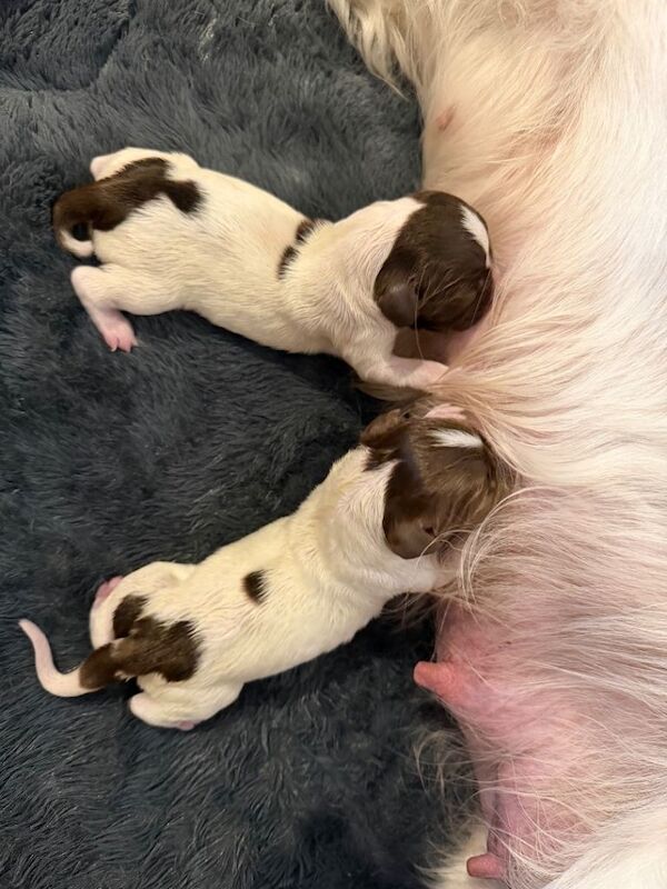 English springer spaniel puppies - Image 4 of 6