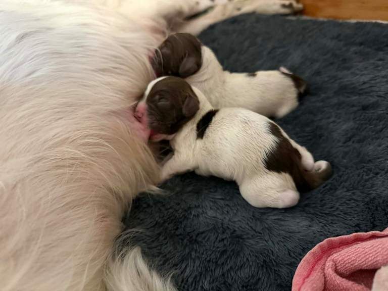 English springer spaniel puppies - Image 5 of 6