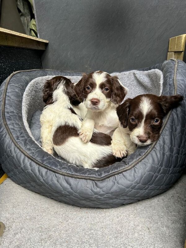 English Springer Spaniel Puppies