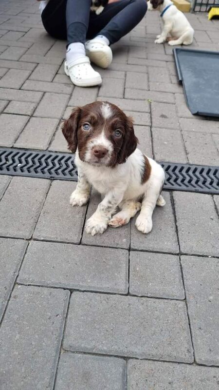 English Springer Spaniel Puppies - Image 2 of 3