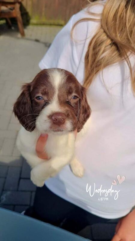English Springer Spaniel Puppies - Image 3 of 3