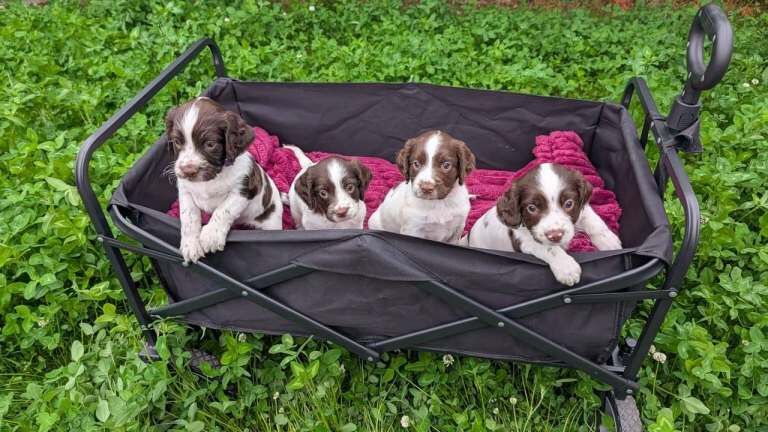 Springer Spaniel Puppies For Sale