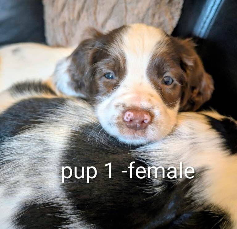 English Springer spaniel puppies