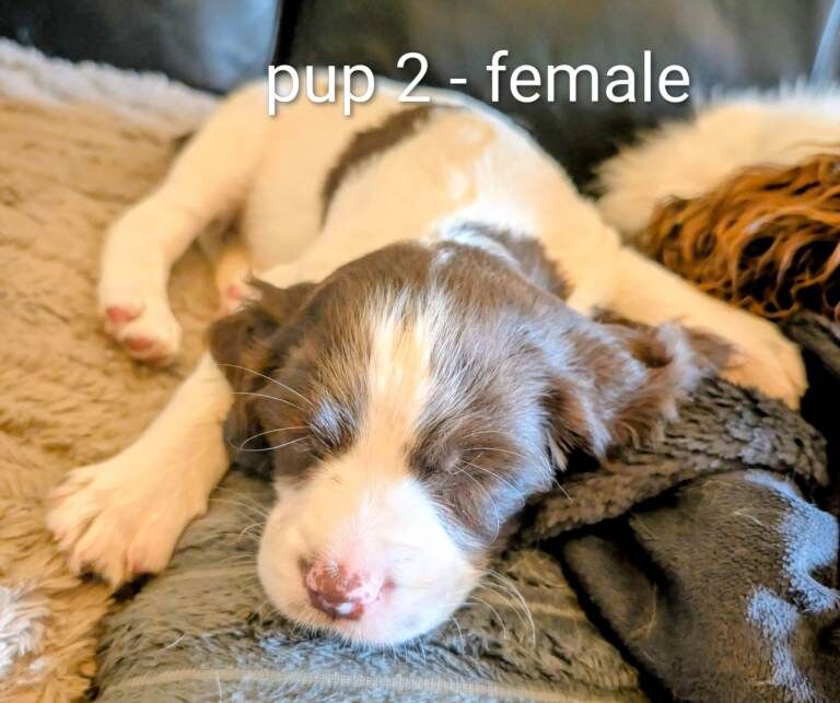 English Springer spaniel puppies - Image 2 of 3