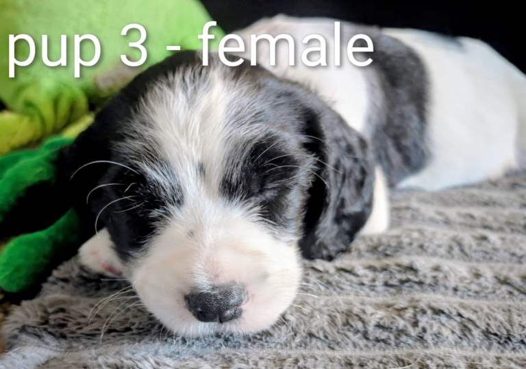English Springer spaniel puppies - Image 3 of 3