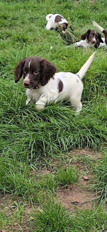 English Springer Spaniel puppies