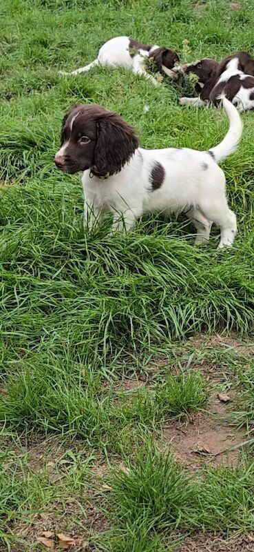 English Springer Spaniel puppies - Image 2 of 6