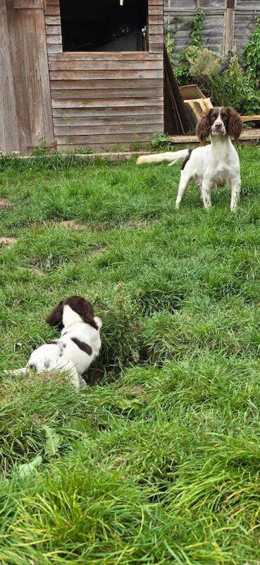 English Springer Spaniel puppies - Image 3 of 6