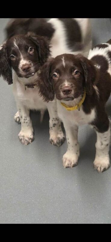 English Springer Spaniel puppies - Image 4 of 6