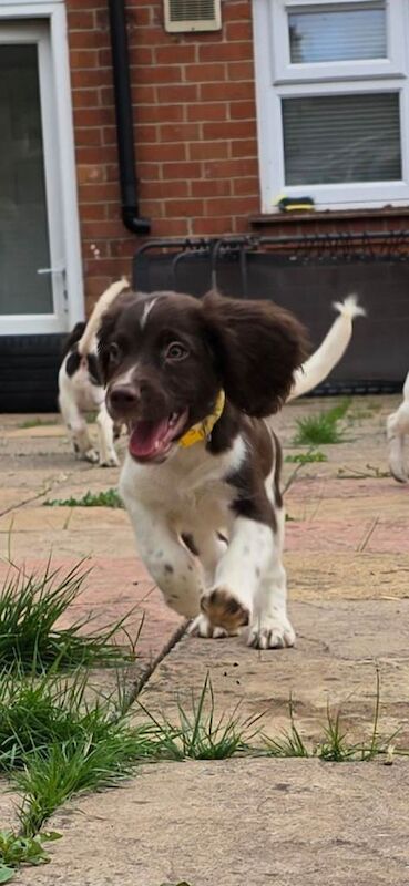 English Springer Spaniel puppies - Image 5 of 6