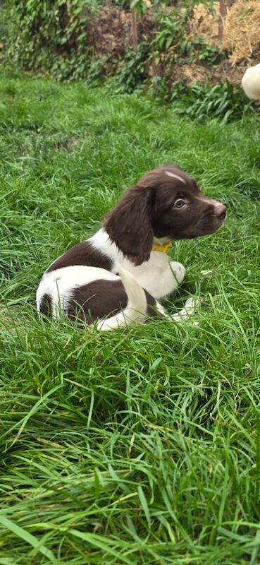 English Springer Spaniel puppies - Image 6 of 6